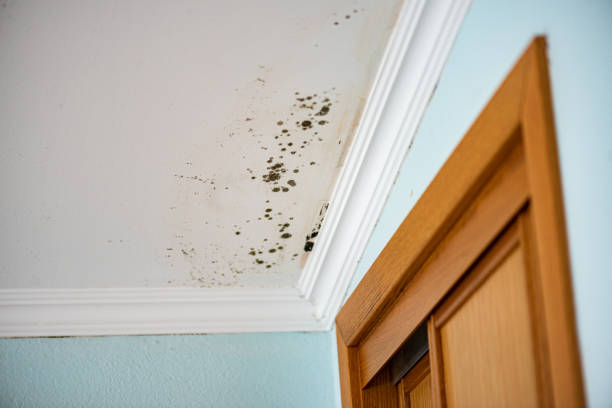 Best Mold Removal Company Near Me  in Kaanapali, HI