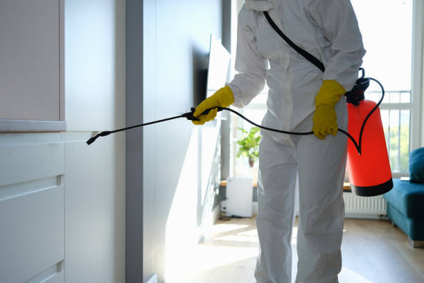 Best Office Mold Removal Services  in Kaanapali, HI