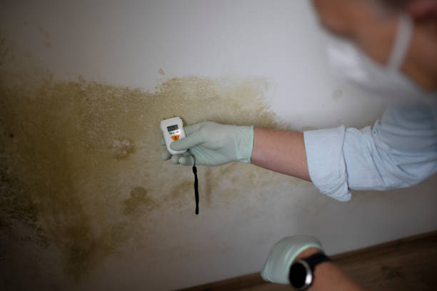 Best Commercial Mold Removal  in Kaanapali, HI