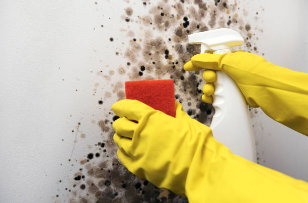 Best Local Mold Removal Service  in Kaanapali, HI