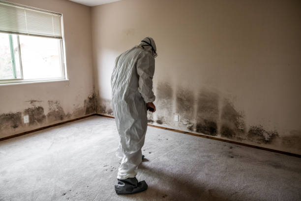 Mold Testing and Removal in Kaanapali, HI
