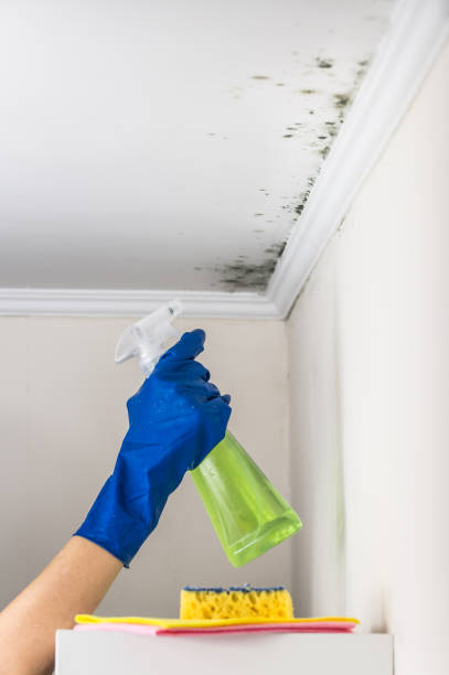 Best Fast Mold Removal  in Kaanapali, HI